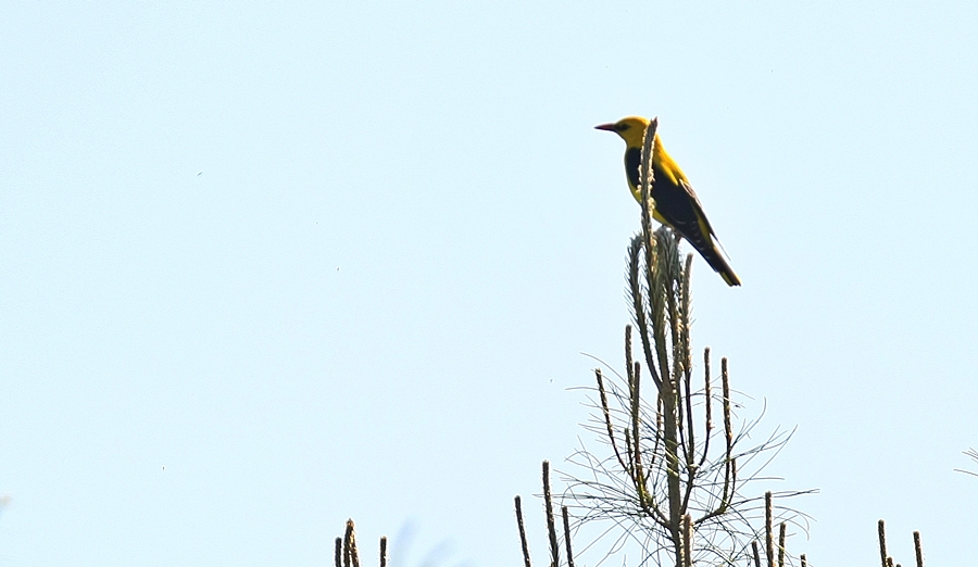 Eurasian Golden Oriole