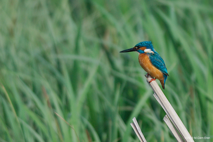 Common Kingfisher