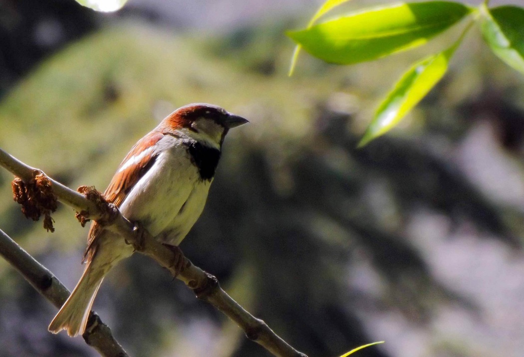House Sparrow