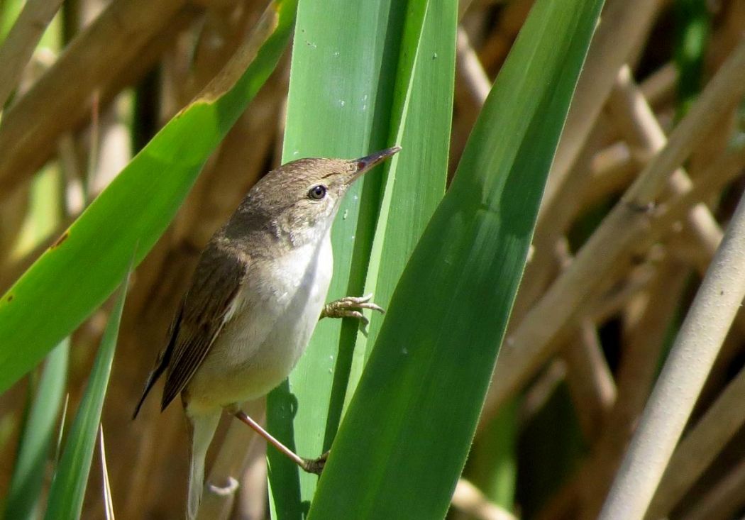 Common Reed Warbler