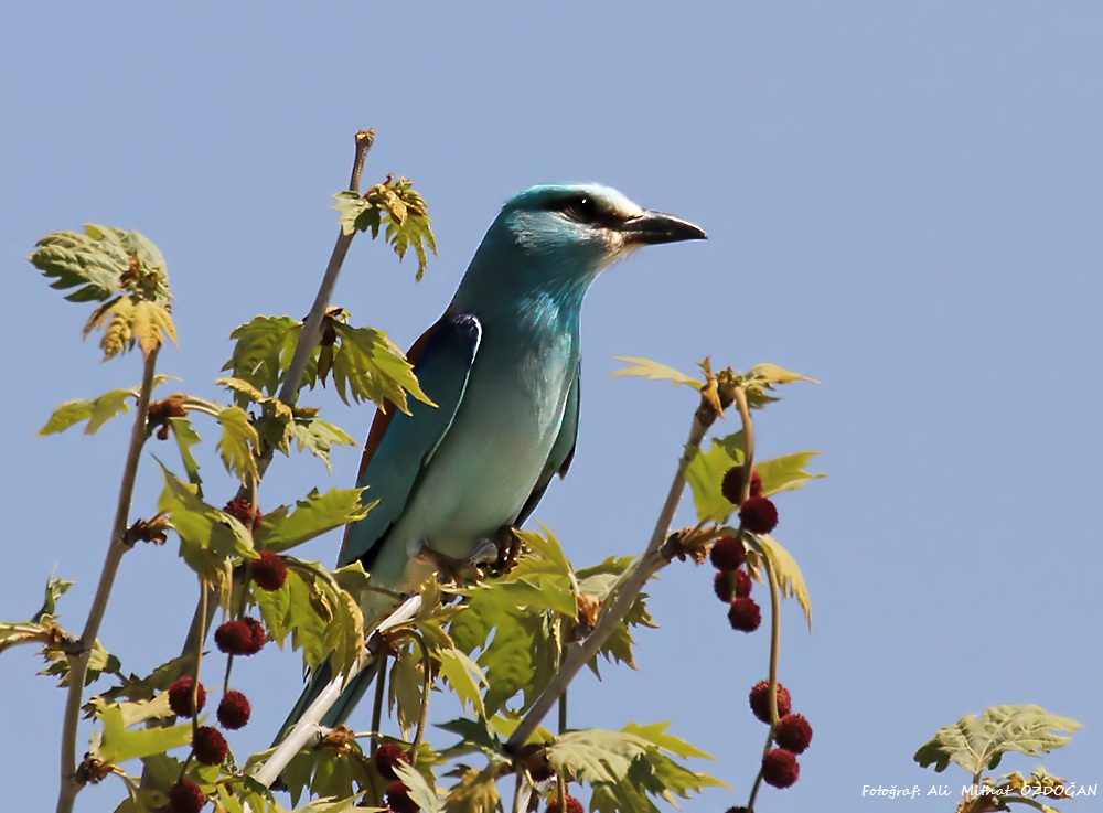 European Roller