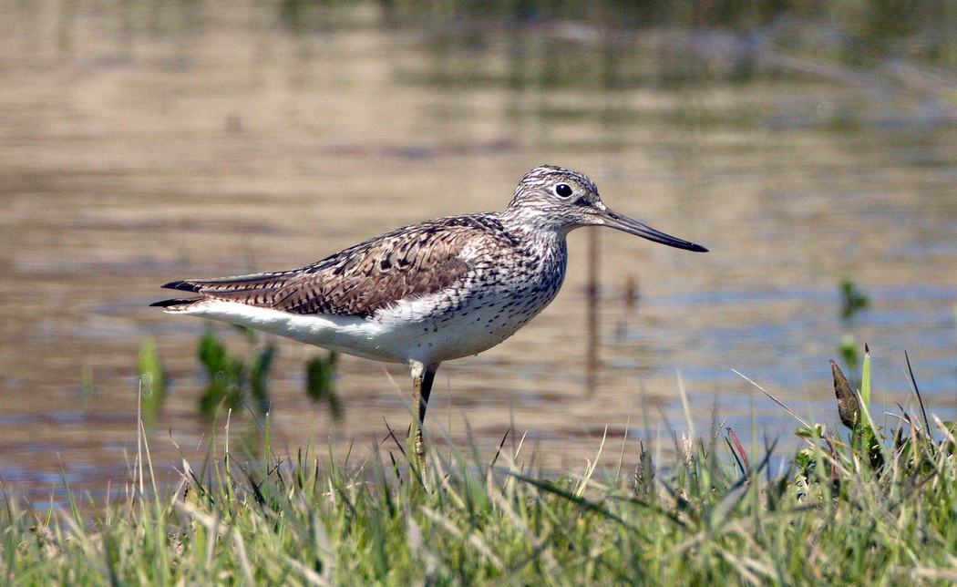 Common Greenshank