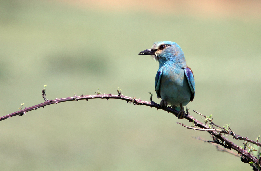 European Roller