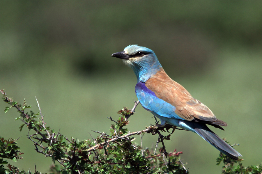 European Roller