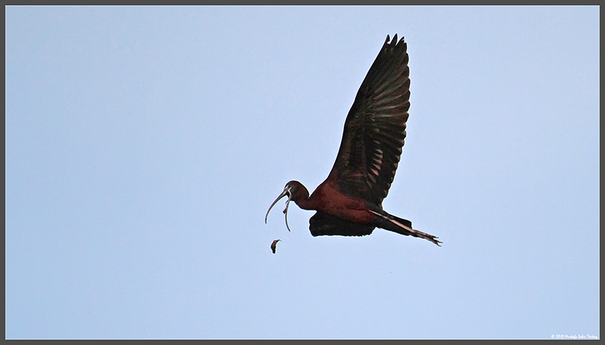 Glossy Ibis