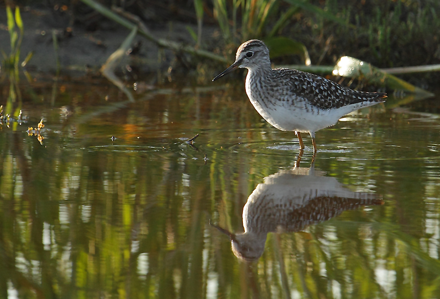 Wood Sandpiper