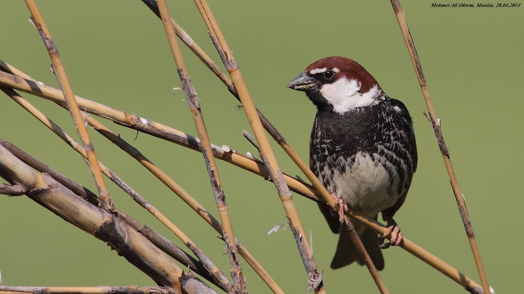 Spanish Sparrow