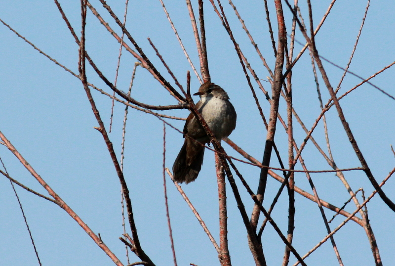 Cetti`s Warbler