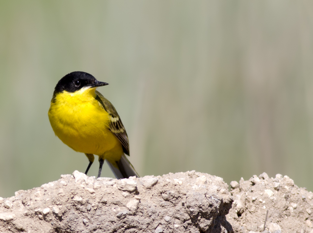 Western Yellow Wagtail