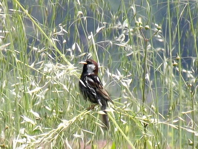 Spanish Sparrow