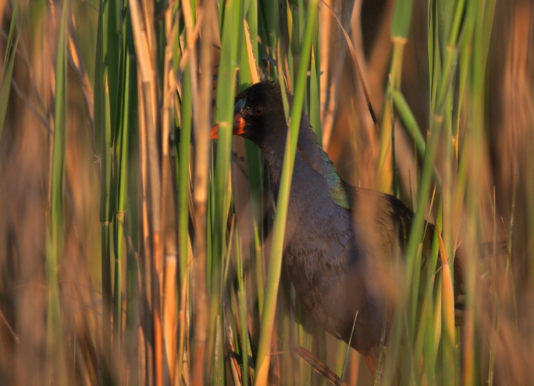 Allen`s Gallinule
