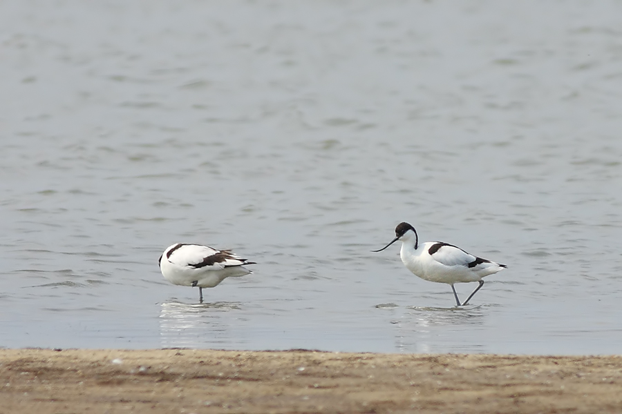 Pied Avocet