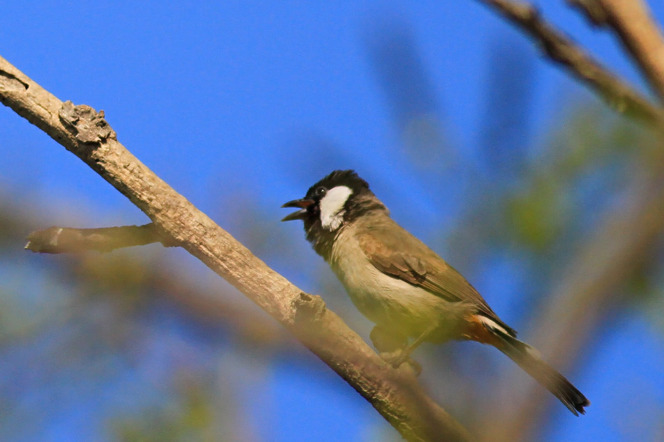 White-eared Bulbul