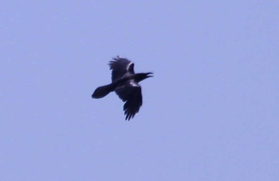 Northern Raven