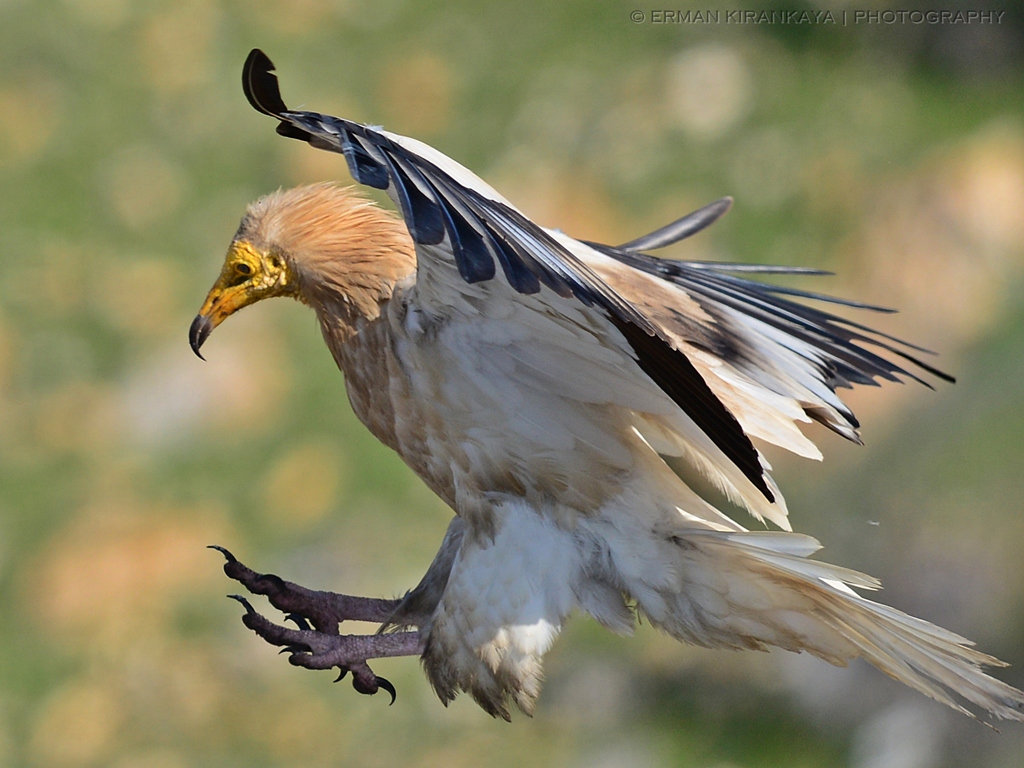 Egyptian Vulture