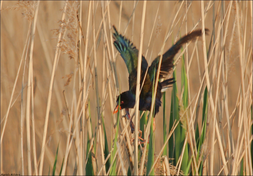Allen`s Gallinule