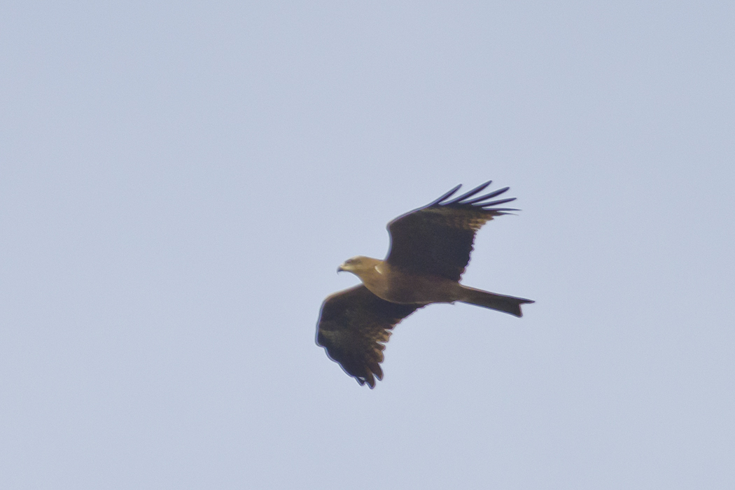 Black Kite