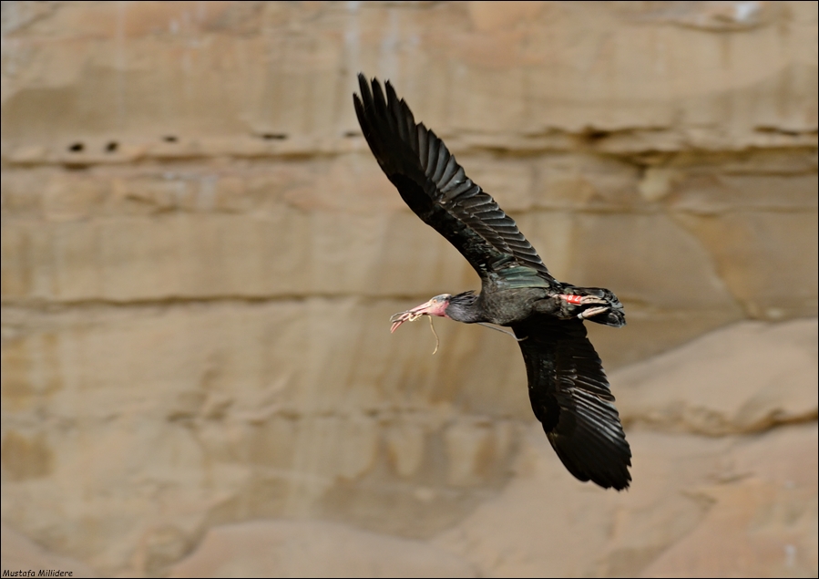 Northern Bald Ibis