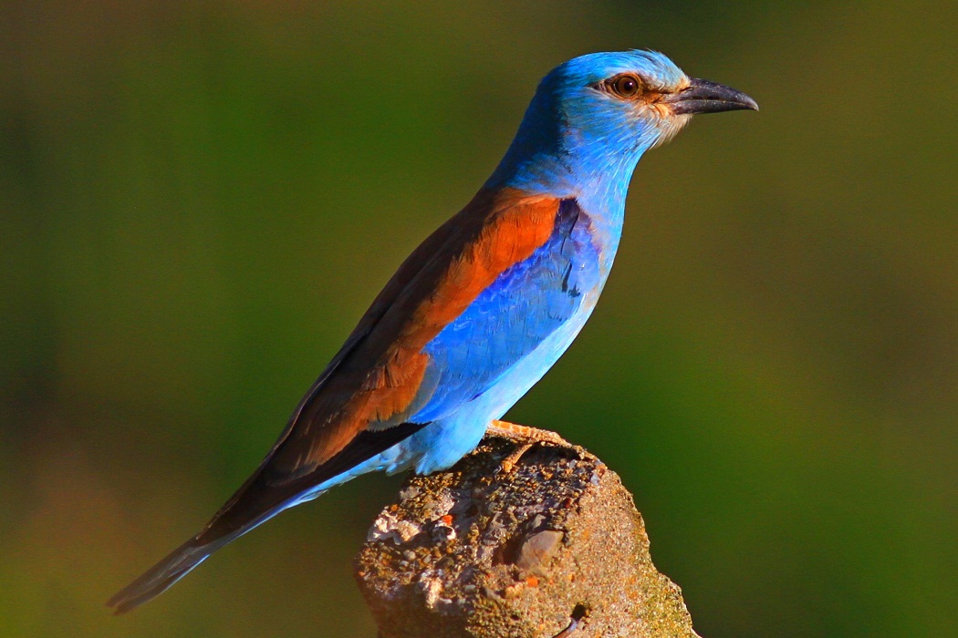 European Roller