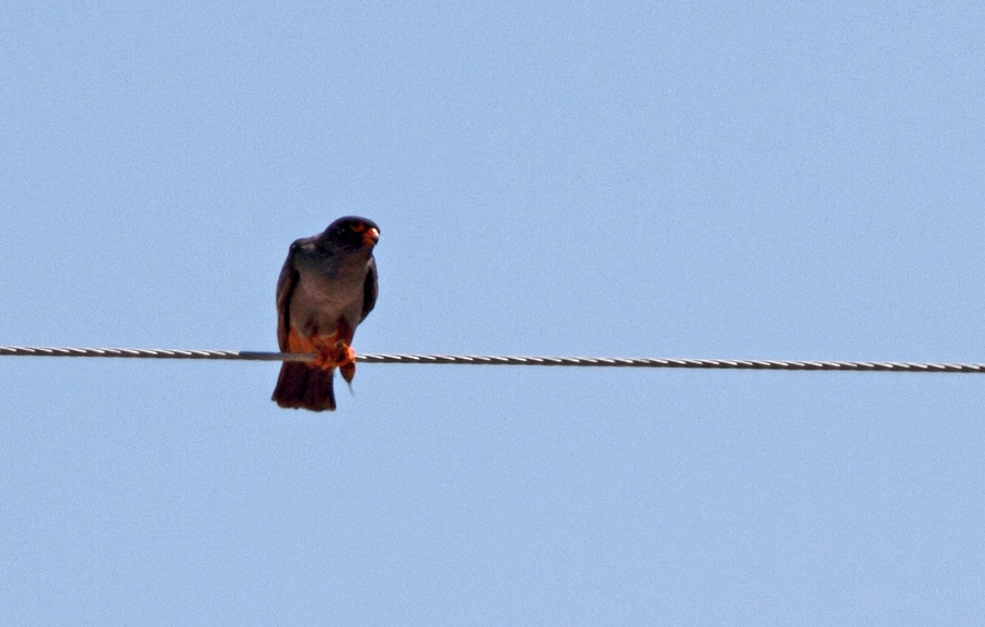 Red-footed Falcon