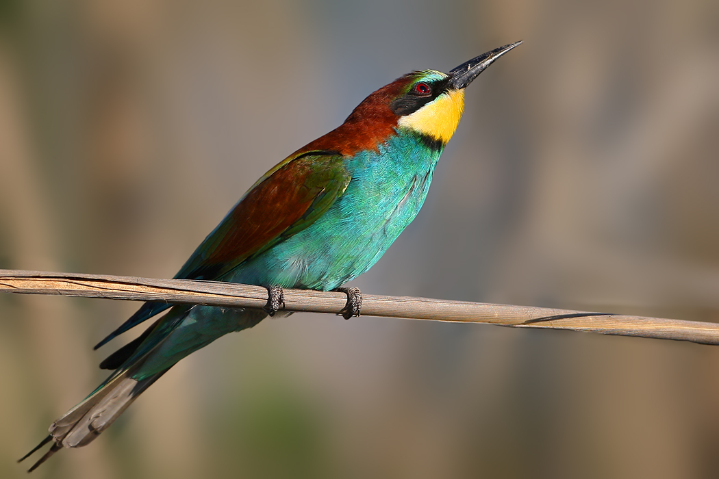 European Bee-eater