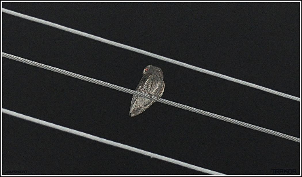 Eurasian Scops Owl