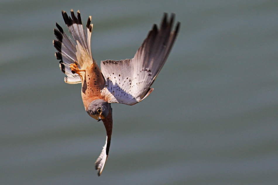 Lesser Kestrel