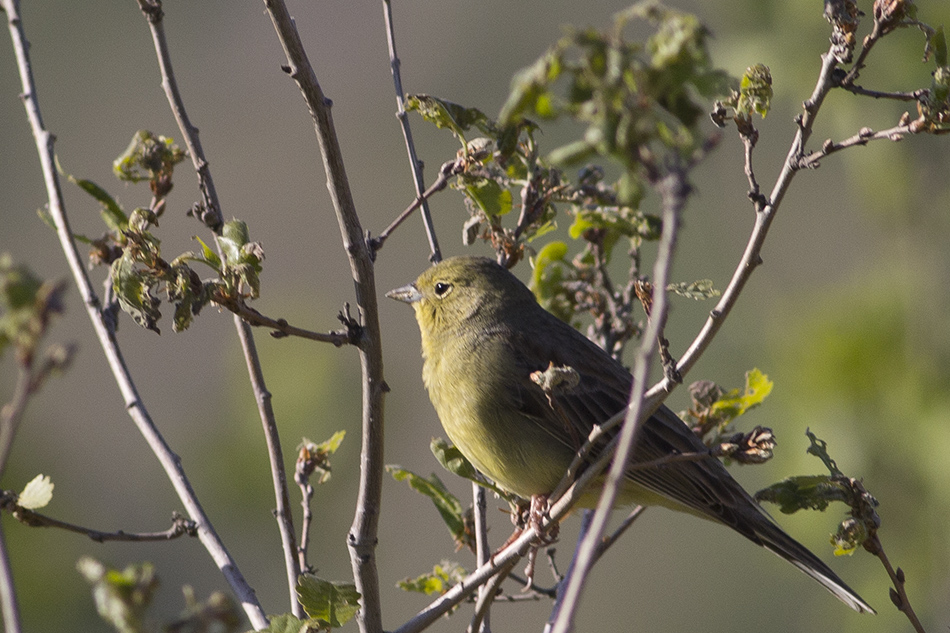 Cinereous Bunting