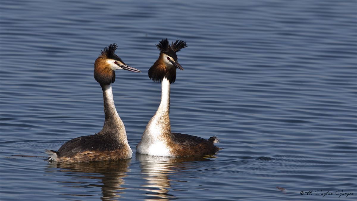 Great Crested Grebe