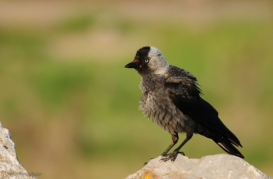 Western Jackdaw
