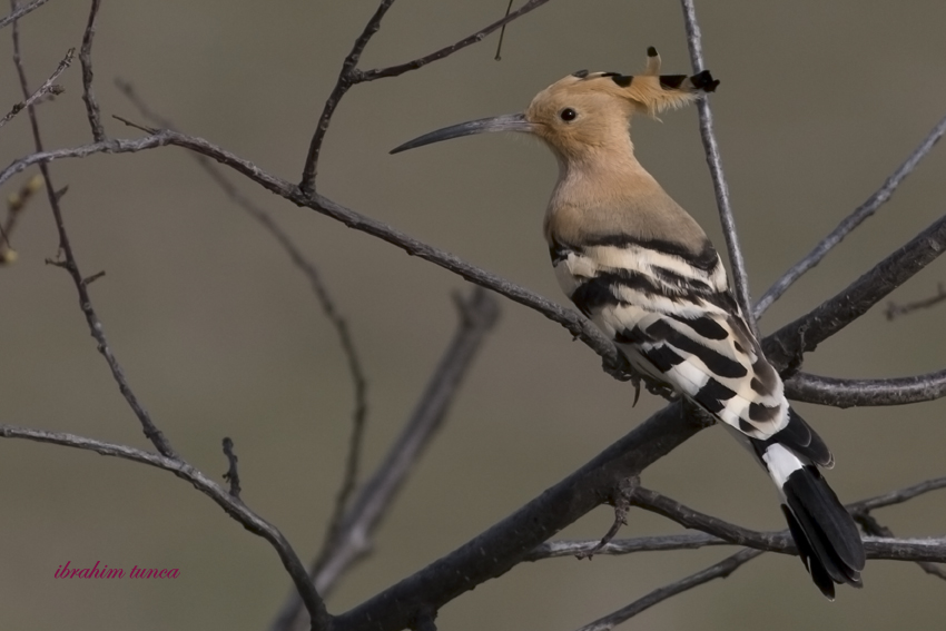 Common Hoopoe