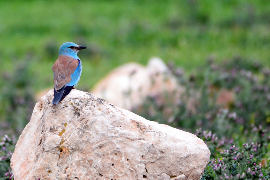 European Roller
