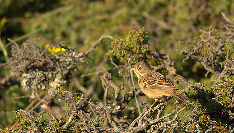 Ortolan Bunting