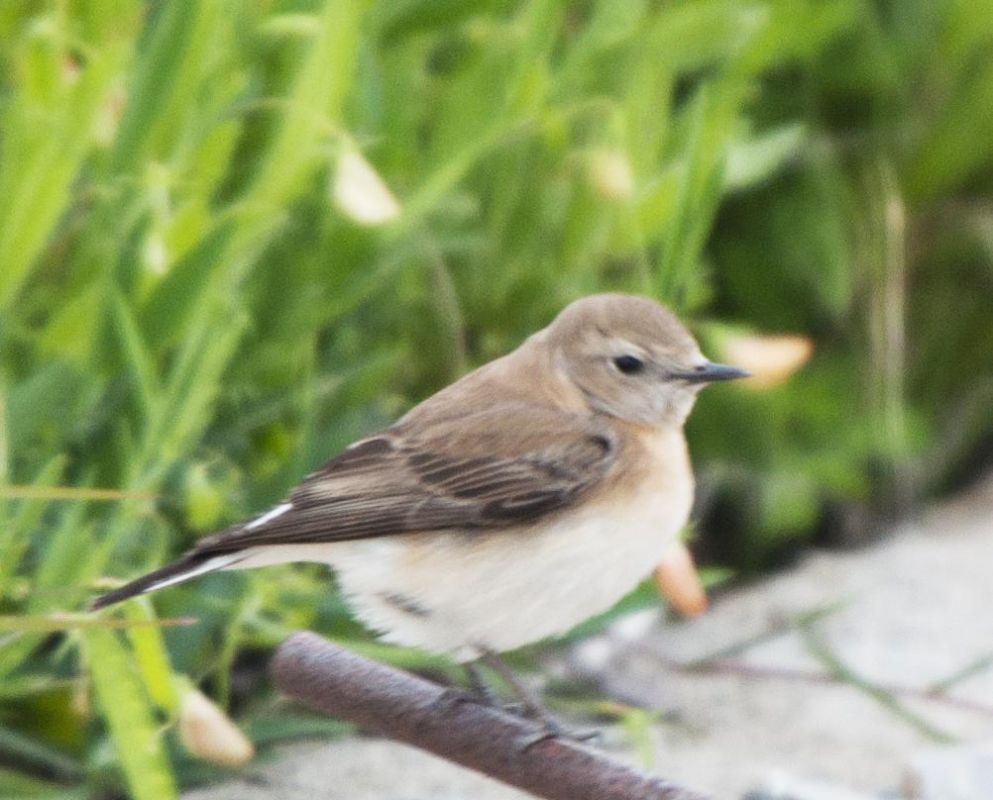 Northern Wheatear