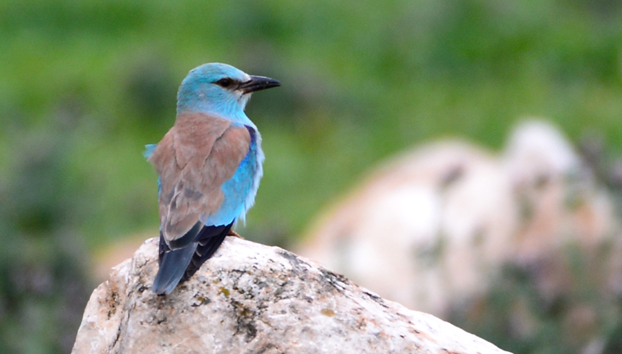 European Roller