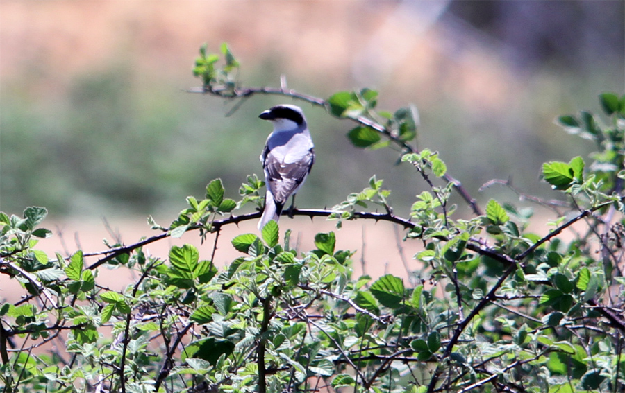 Lesser Grey Shrike