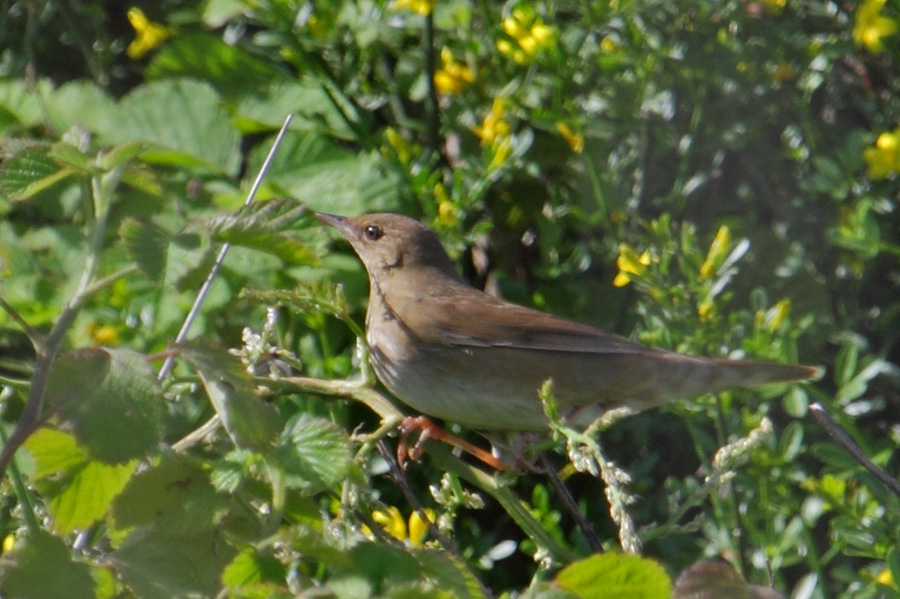 River Warbler