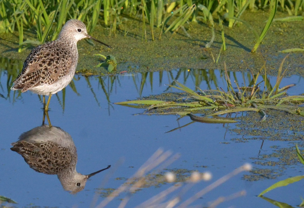 Marsh Sandpiper