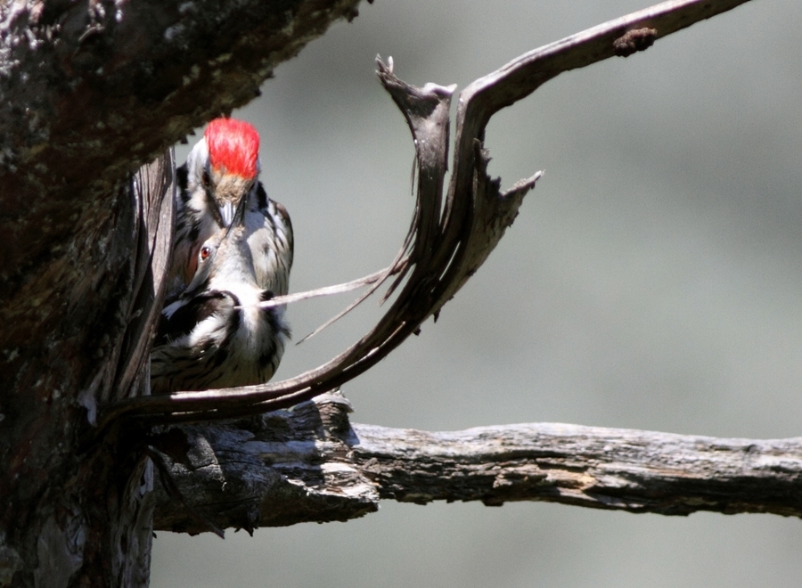 Middle Spotted Woodpecker
