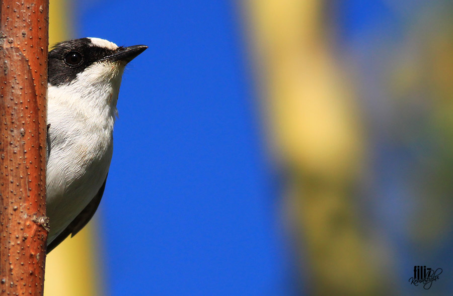 Collared Flycatcher