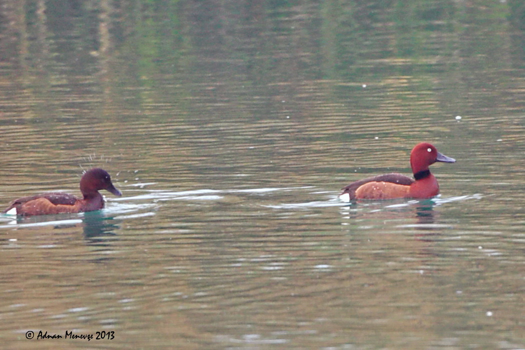 Ferruginous Duck