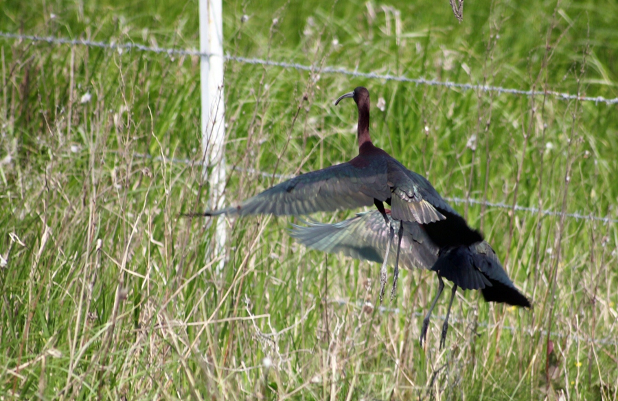 Glossy Ibis