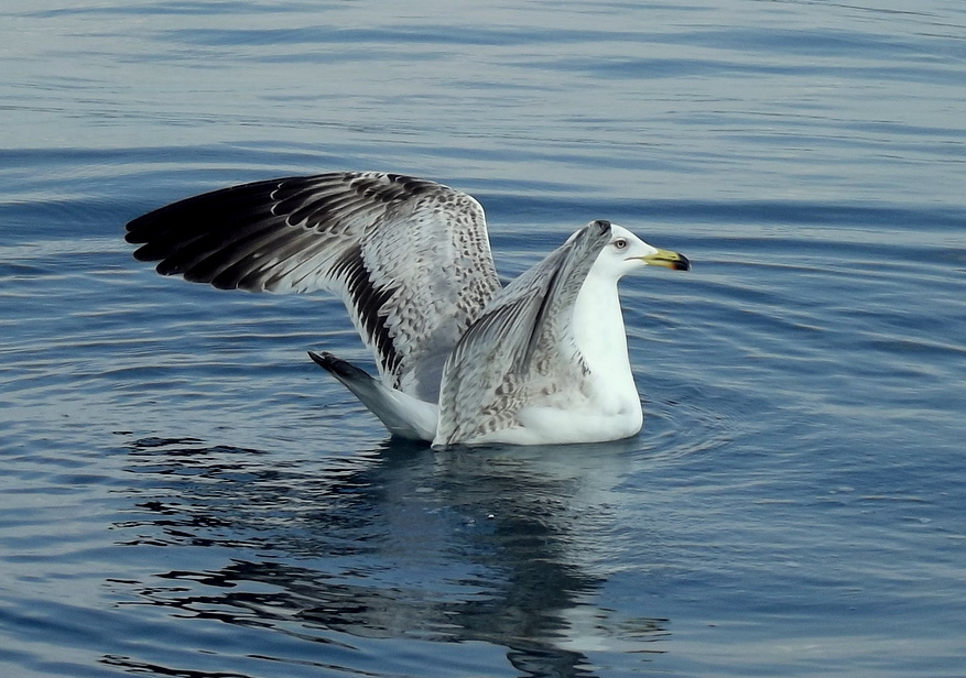 Yellow-legged Gull