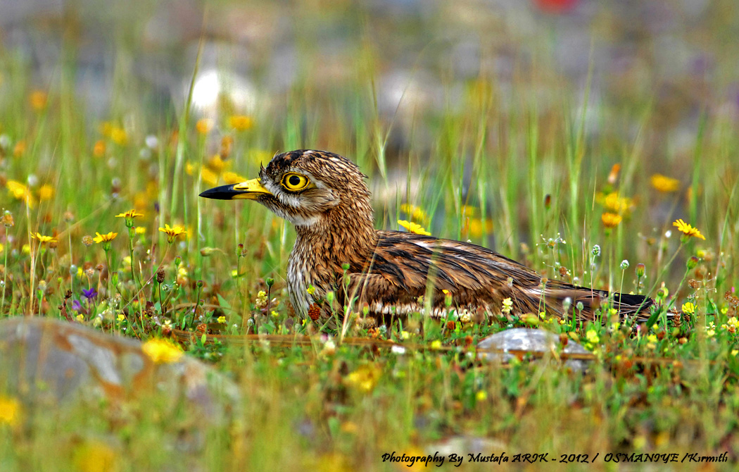 Eurasian Stone-curlew
