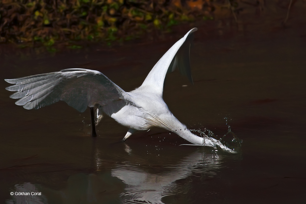 Little Egret