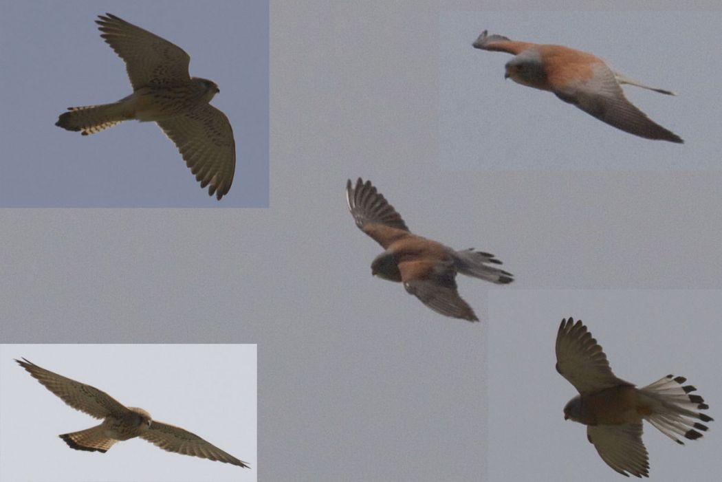 Lesser Kestrel