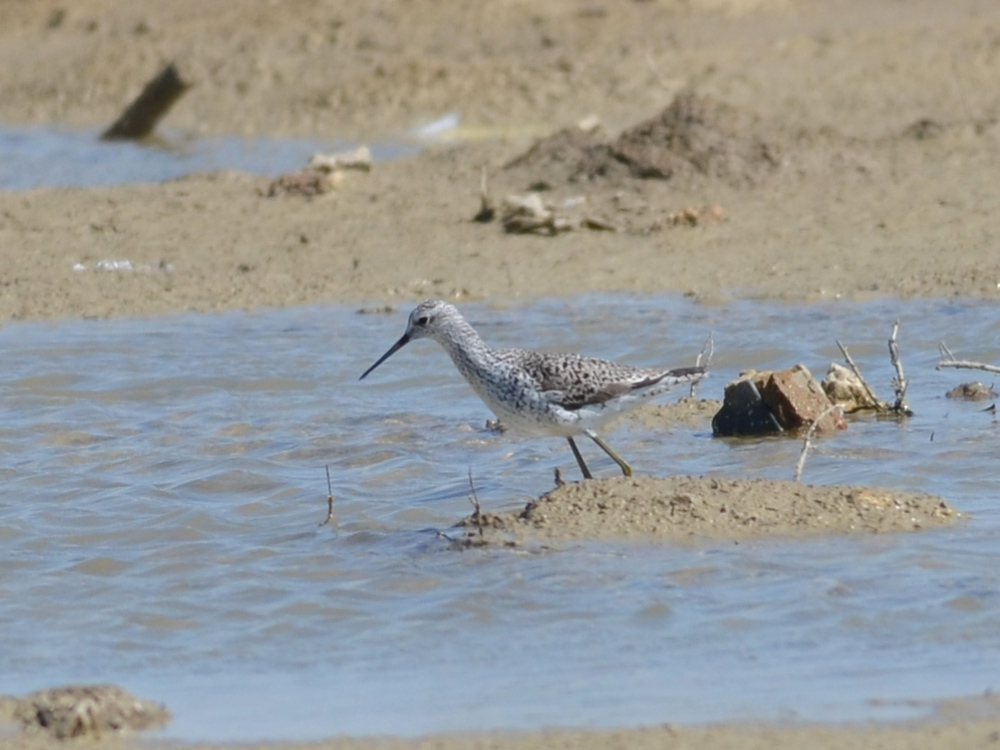 Marsh Sandpiper