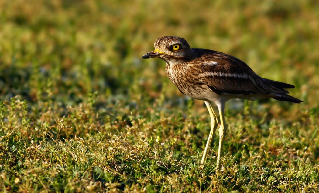 Eurasian Stone-curlew