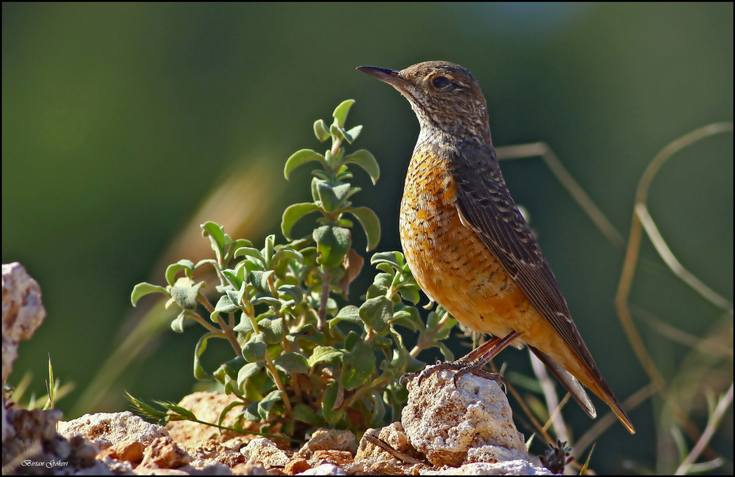 Common Rock Thrush