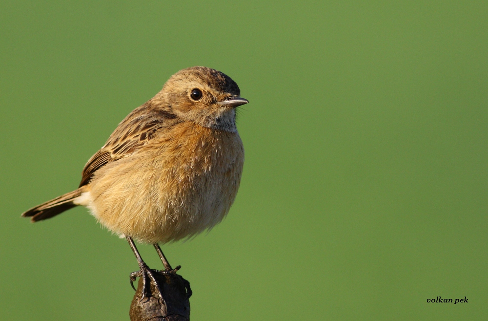 European Stonechat